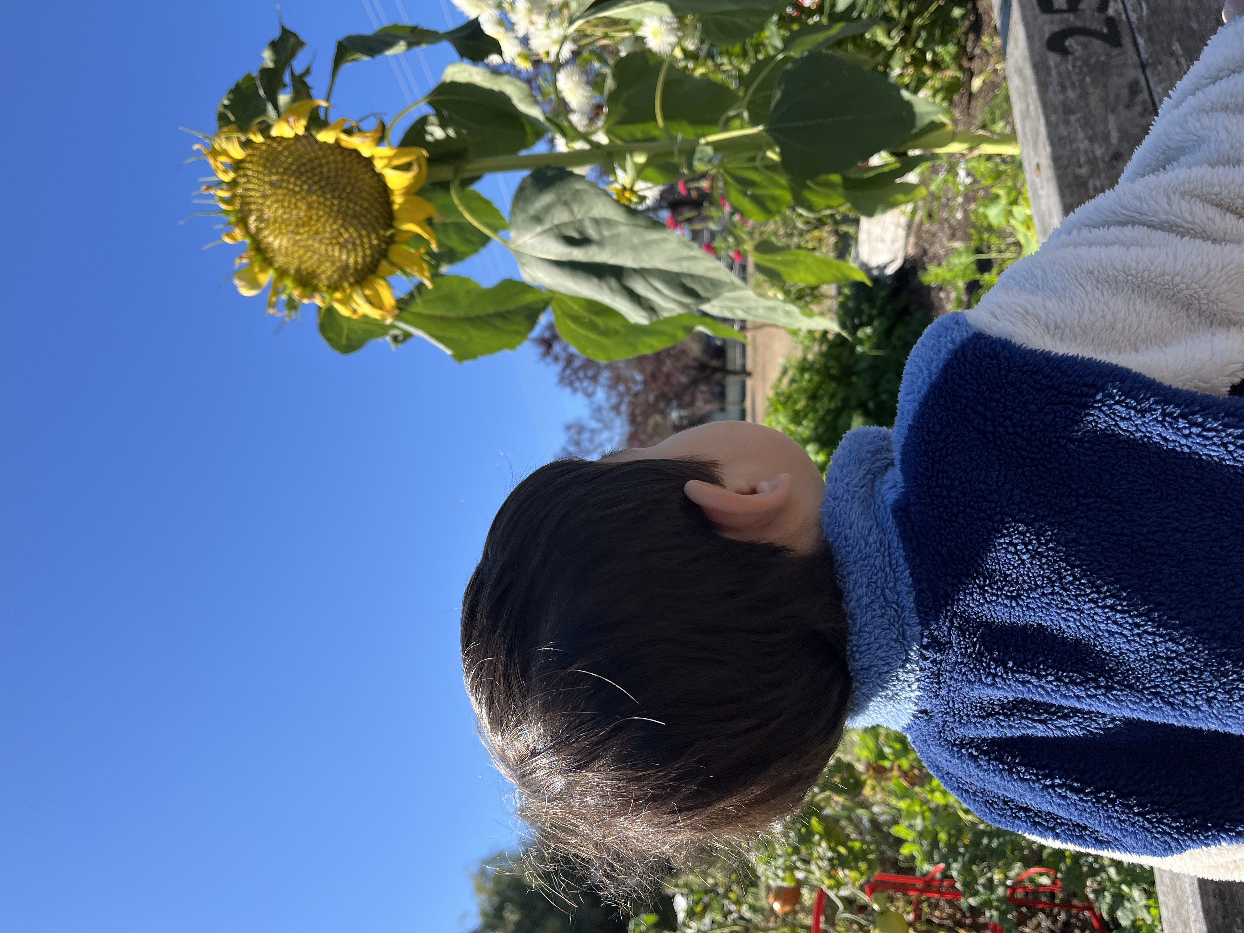 Child admiring sunflowers in the garden at Forest Cubs Childcare